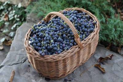 ​Морозоустойчивые сорта винограда - lifehelper.one