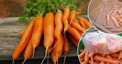 Чтобы была как с огорода: как сохранить морковку на зиму - lifehelper.one