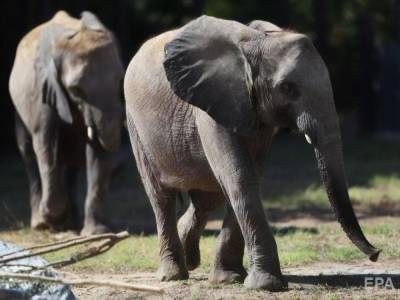 Из-за засухи Намибия продаст с аукциона 170 диких слонов - mur.tv - Намибия