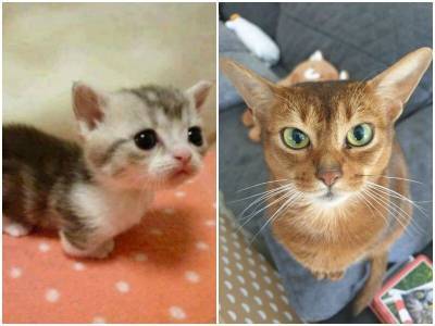 20 милейших кошек, которые очаруют вас своими особенностями - mur.tv