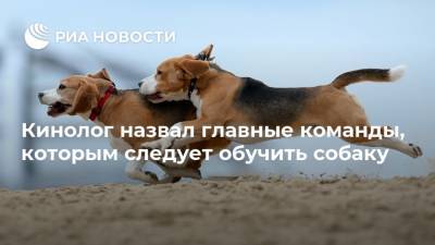 Владимир Голубев - Кинолог назвал главные команды, которым следует обучить собаку - mur.tv - Россия - Москва
