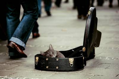Какая музыка нравится кошкам? - mur.tv