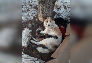 Они спали на голой холодной земле: В Уфе волонтёры спасли жизнь собаке и дести новорождённым щенкам - mur.tv - Уфа