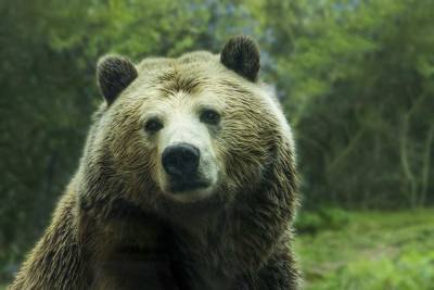 Житель США вступил в драку с диким медведем ради спасения собаки - mur.tv - Сша