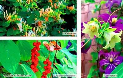 Цветущие лианы для средней полосы – фото и названия - sadogorod.club