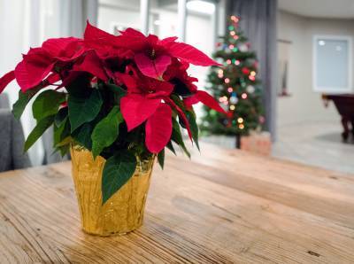 5 растений, которые заменят новогоднюю елку - marieclaire.ru - Дания