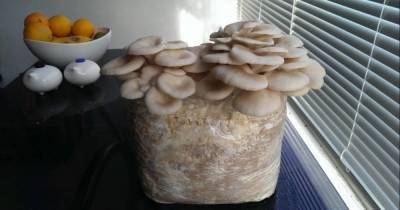 Как в домашних условиях вырастить грибы и собрать хороший урожай - lifehelper.one