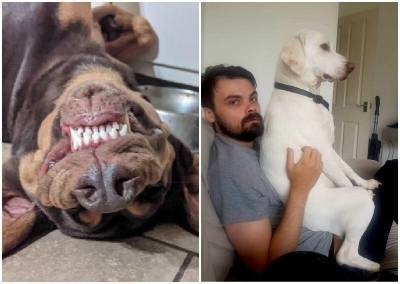 20 дурашливых собак, которые рассмешат вас своим поведением - mur.tv