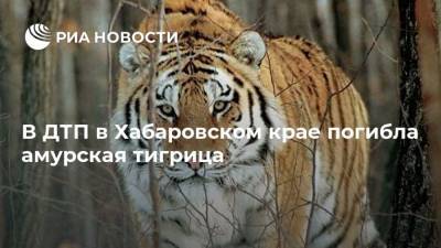 В ДТП в Хабаровском крае погибла амурская тигрица - mur.tv - Хабаровский край - Хабаровск