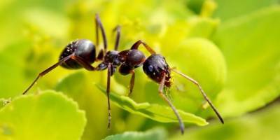 Вывести навсегда муравьёв с участка и из дома - САМЫЕ ПОЛЕЗНЫЕ СОВЕТЫ - - liveinternet.ru