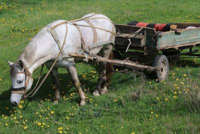 В Одесской области водитель легковушки насмерть сбил лошадь и погиб сам: фото - mur.tv - Одесская обл.