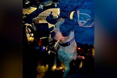 Собака привела полицейского к разбившему машину и потерявшемуся в лесу хозяину - mur.tv - Сша - штат Нью-Джерси - Манчестер