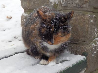 Зима, декабрь, холода. Надо ли помогать уличным кошкам? - mur.tv