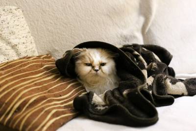 Зима, декабрь. Тепло ли вашей кошке? - mur.tv