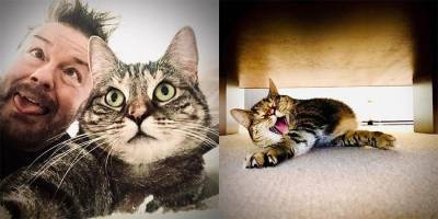 Британский актер подобрал кошку во время карантина. Теперь она полностью захватила его Инстаграм фото - mur.tv
