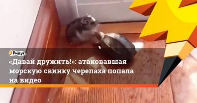Давай дружить!: атаковавшая морскую свинку черепаха попала навидео - mur.tv
