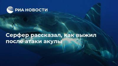 Серфер рассказал, как выжил после атаки акулы - mur.tv - Москва - Австралия