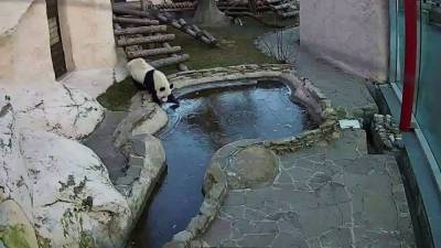 Панда в Московском зоопарке испугалась первого льда. - mur.tv