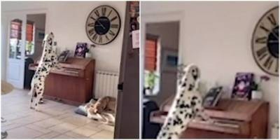 Хозяйка увидела, как её пёс играет на пианино - mur.tv