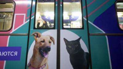 Благодаря поезду в метро удалось найти дом более чем 200 животных - mur.tv