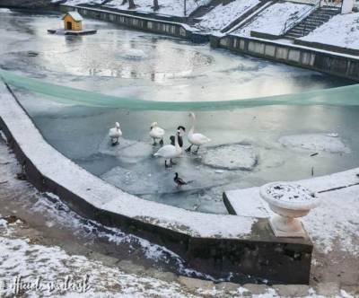 Лебеди из центрального парка Смоленска будут зимовать в теплом вольере - mur.tv - Смоленск