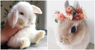 15 очаровательных кроликов, которые больше похожи на мягкие игрушки - mur.tv