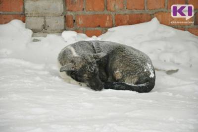 В Печоре спасли собаку при сносе аварийного дома - mur.tv - республика Коми