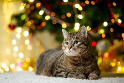 Кошка и новогодняя ёлка: как уберечься от проблем - mur.tv