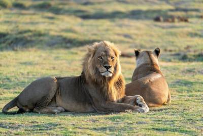В зоопарке Барселоны 4 льва заразились коронавирусом - mur.tv