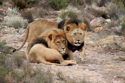 В зоопарке Барселоны коронавирус нашли у четырех львов – Cursorinfo: главные новости Израиля - mur.tv - Израиль - Испания