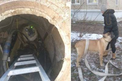 В Кимрах пожарные спасли собаку, провалившуюся в открытую канализацию - mur.tv