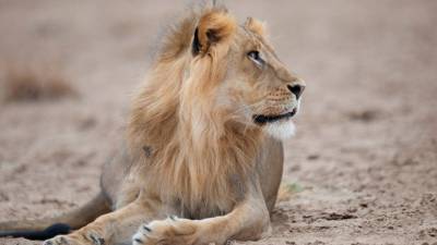В зоопарке Барселоны четыре льва заразились COVID-19 - mur.tv - Испания