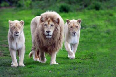 В зоопарке Барселоны специалисты обнаружили коронавирус у львов - mur.tv