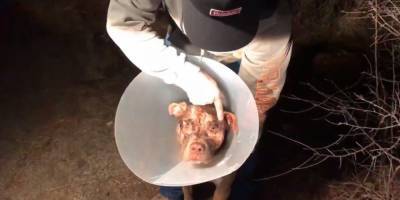 Мужчина увидел, как 160-килограммовый медведь напал на его собаку, и вступил с ним в драку, чтобы ее спасти - mur.tv - Сша - штат Калифорния - штат Невада