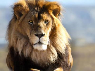 У четырех львов в зоопарке Барселоны выявили COVID-19 - mur.tv - Нью-Йорк