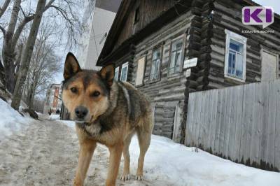 В Княжпогостском районе пройдет отлов бездомных собак - mur.tv