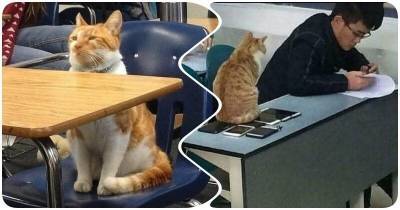 Обучение вместе с котиком: забавные фотки котостудентов - mur.tv