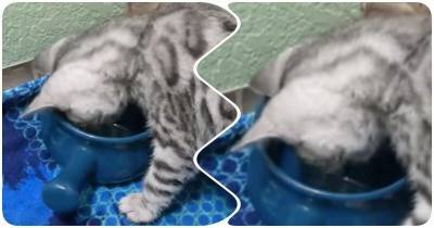 Недовольный котенок обругал миску с водой - mur.tv - Сша - штат Флорида
