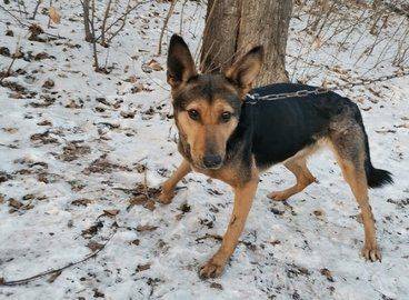 Известно, как сейчас живёт собака, которую забрали у психически нездорового уфимца - mur.tv - республика Башкирия - Уфа