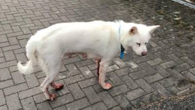 Под Петербургом ищут белую собаку с окровавленными лапами - mur.tv - Санкт-Петербург