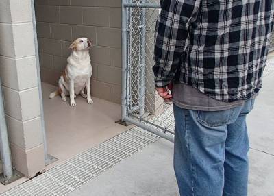 Приютский пёс заплакал, узнав стоящего перед ним человека - mur.tv