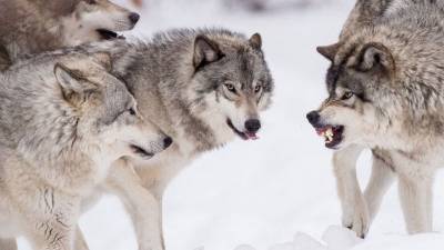 В Троицко-Печорске волка отпугнули криками, к делу подключены охотники и полиция - mur.tv - Печорск - район Троицко-Печорский