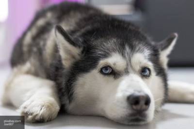 Ученые выяснили, что собаки не различают похожие по звучанию слова - mur.tv