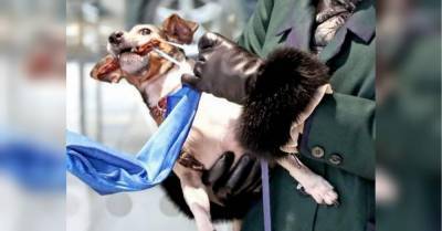 Собака жены принца Чарльза Камиллы помогла хозяйке выполнить ее королевские обязанности забавное видео - mur.tv