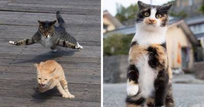 25 крутых фотографий от японского фотографа, который снимает уличных котов, раскрывая их невероятную харизму - mur.tv - Япония