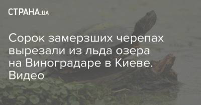 Сорок замерзших черепах вырезали из льда озера на Виноградаре в Киеве. Видео - mur.tv - Украина - Киев
