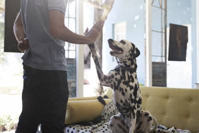 Человек — друг собаки: 5 правил обращения с питомцами - psychologies.ru
