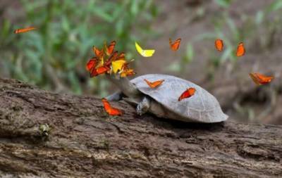 Почему бабочки любят пить слезы черепах? (5 фото) - chert-poberi.ru - Бразилия
