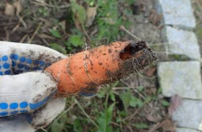 6 типичных проблем, которые могут возникнуть при выращивании моркови - sadogorod.club