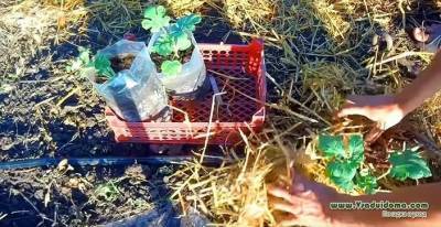 Актуальные вопросы о выращивании, посадке и уходе за арбузами и тыквами - sadogorod.club